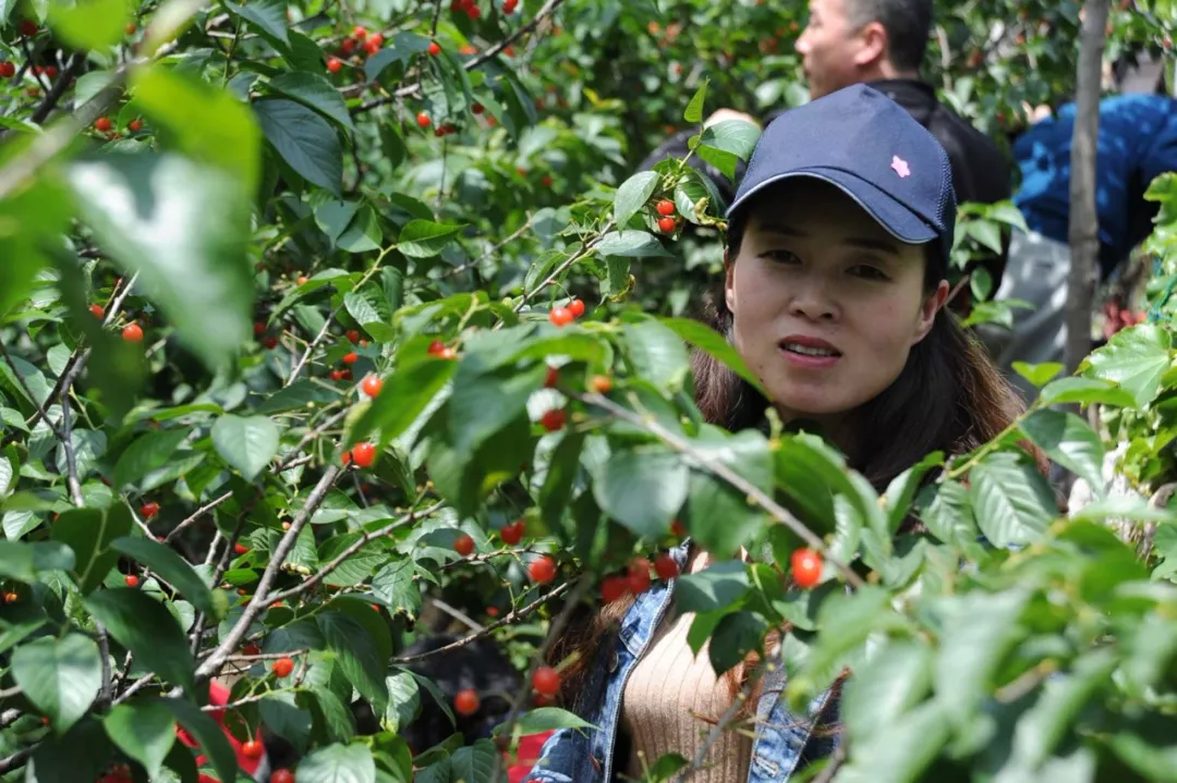 櫻桃節(jié)活動(dòng) 櫻桃節(jié)活動(dòng)